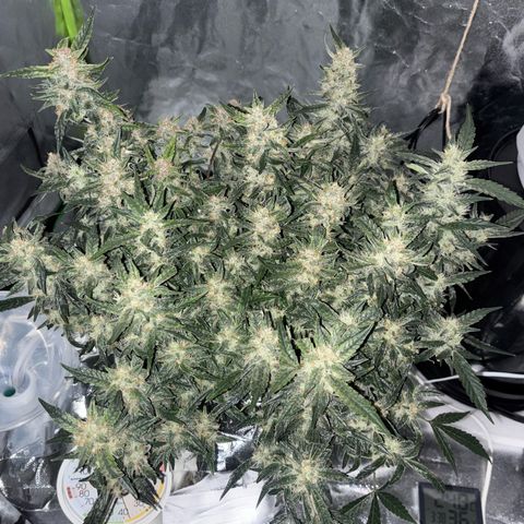 West Coast O.G. Auto growlog timeline photo
