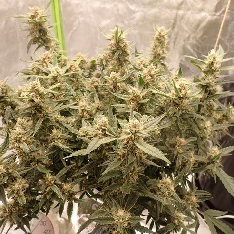 West Coast O.G. Auto growlog timeline photo