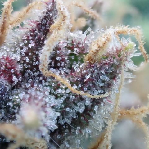 West Coast O.G. Auto growlog timeline photo