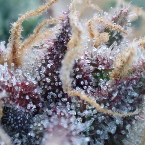 West Coast O.G. Auto growlog timeline photo