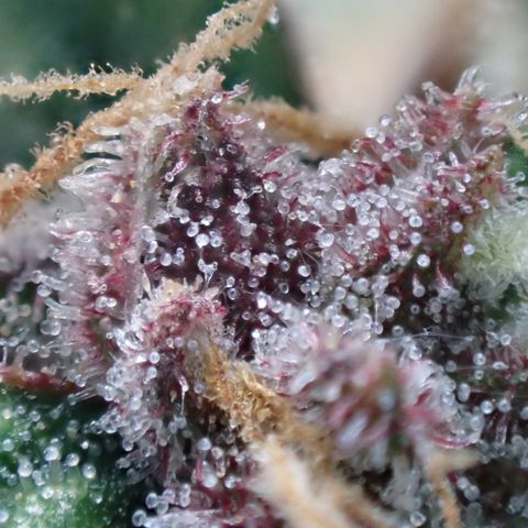 West Coast O.G. Auto growlog timeline photo