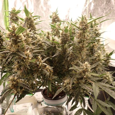 West Coast O.G. Auto growlog timeline photo