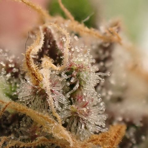 West Coast O.G. Auto growlog timeline photo