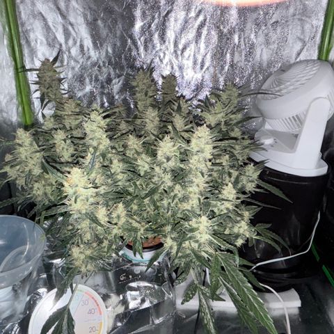 West Coast O.G. Auto growlog timeline photo