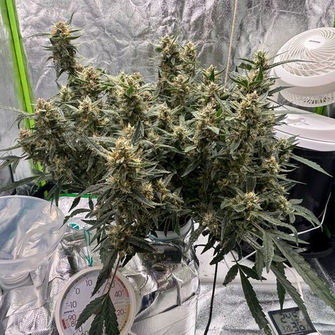 West Coast O.G. Auto growlog timeline photo