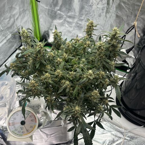 West Coast O.G. Auto growlog timeline photo