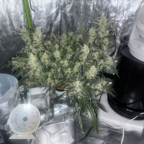 West Coast O.G. Auto growlog photo: トップ収穫後、残りをさらに成長させる