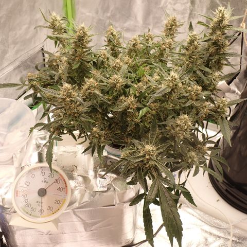 West Coast O.G. Auto growlog timeline photo