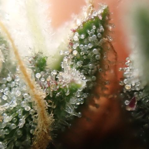 West Coast O.G. Auto growlog timeline photo