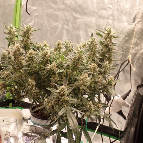 West Coast O.G. Auto growlog timeline photo