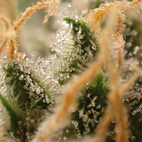West Coast O.G. Auto growlog timeline photo