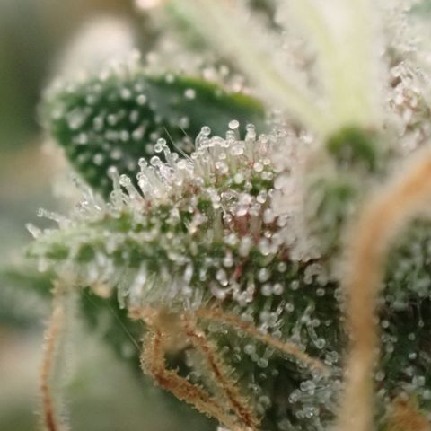 West Coast O.G. Auto growlog timeline photo