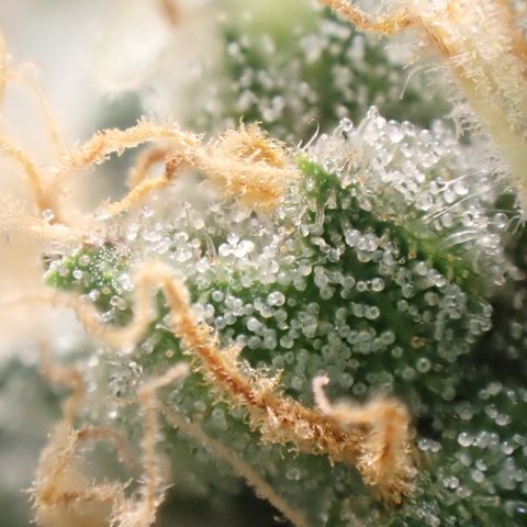 West Coast O.G. Auto growlog timeline photo