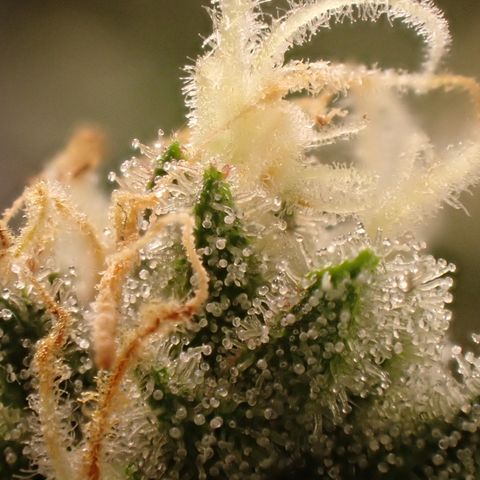 West Coast O.G. Auto growlog timeline photo