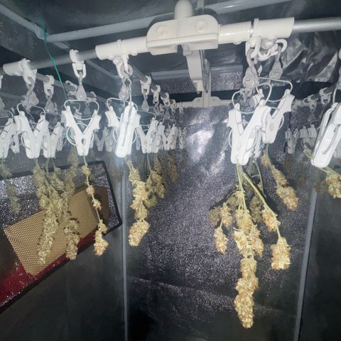 West Coast O.G. Auto growlog timeline photo