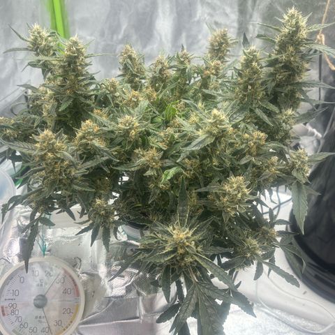 West Coast O.G. Auto growlog timeline photo