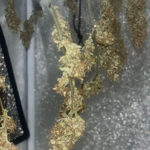 West Coast O.G. Auto growlog timeline photo