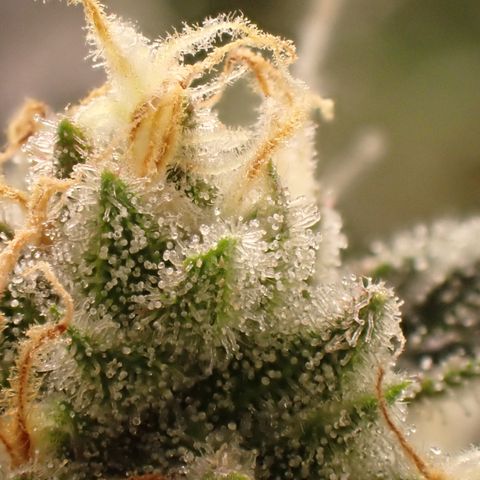 West Coast O.G. Auto growlog timeline photo