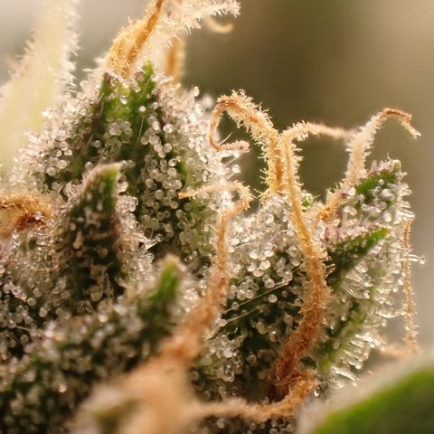 West Coast O.G. Auto growlog timeline photo