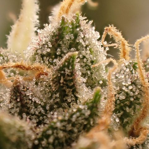 West Coast O.G. Auto growlog timeline photo