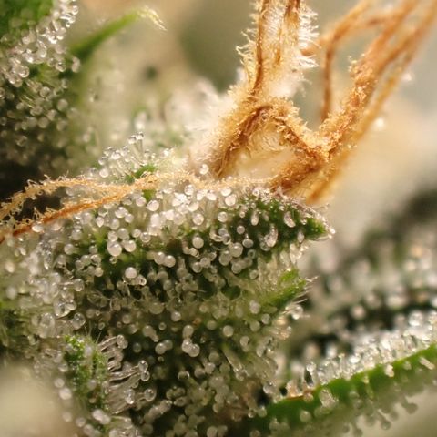 West Coast O.G. Auto growlog timeline photo