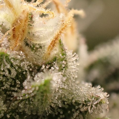 West Coast O.G. Auto growlog timeline photo