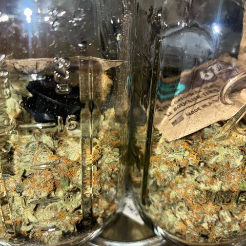 West Coast O.G. Auto growlog timeline photo