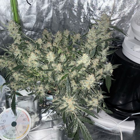 West Coast O.G. Auto growlog timeline photo