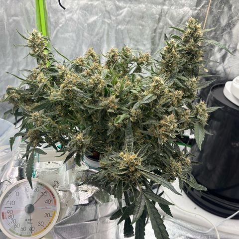 West Coast O.G. Auto growlog timeline photo