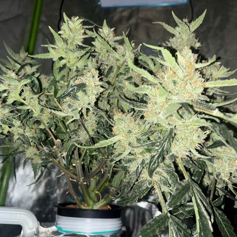West Coast O.G. Auto growlog timeline photo