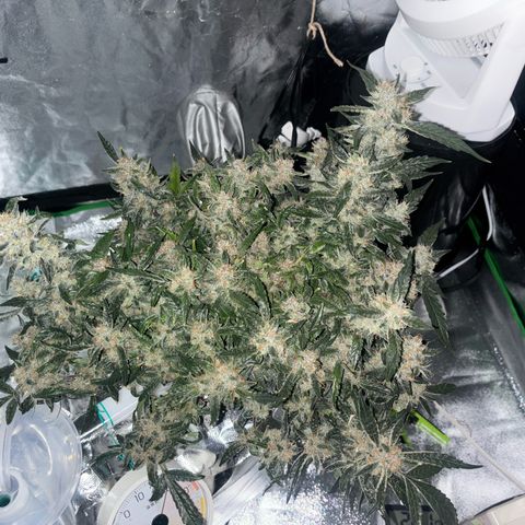 West Coast O.G. Auto growlog timeline photo