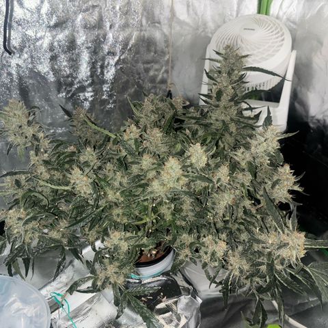 West Coast O.G. Auto growlog timeline photo