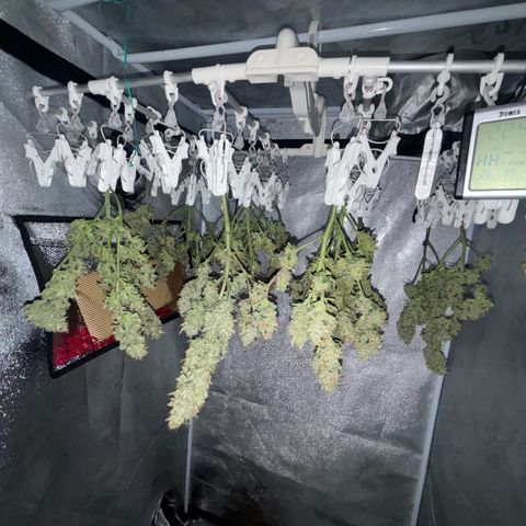 West Coast O.G. Auto growlog timeline photo