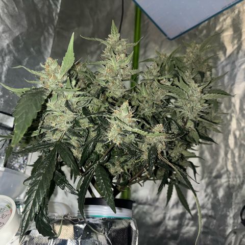 West Coast O.G. Auto growlog timeline photo