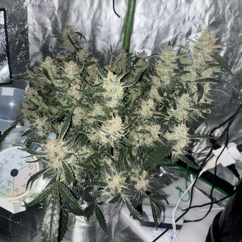 West Coast O.G. Auto growlog timeline photo