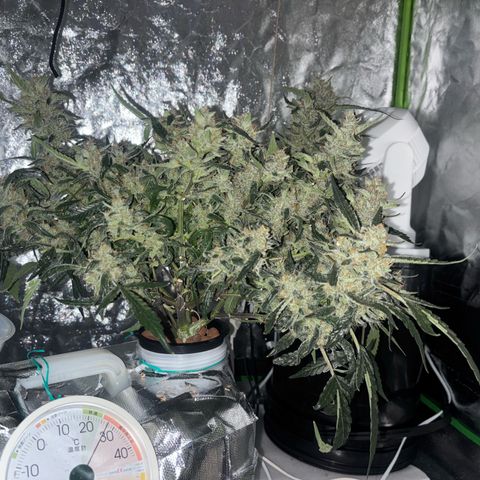 West Coast O.G. Auto growlog timeline photo