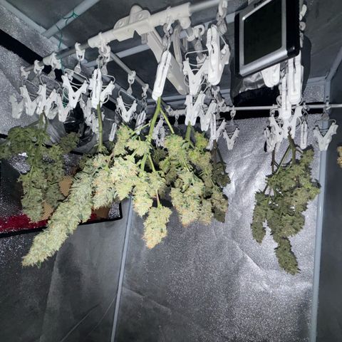 West Coast O.G. Auto growlog timeline photo