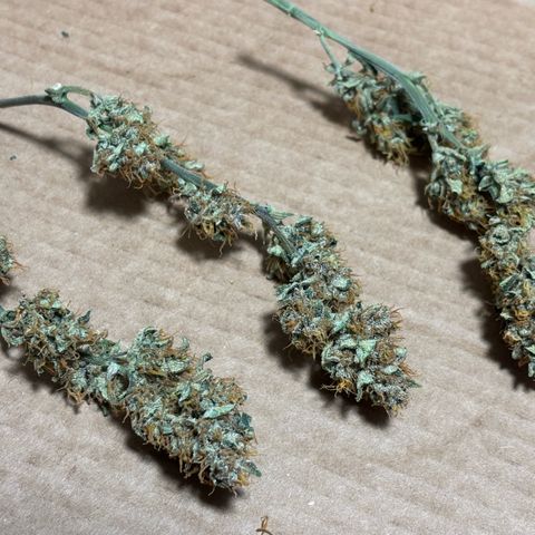 West Coast O.G. Auto growlog timeline photo