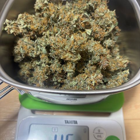 West Coast O.G. Auto growlog timeline photo