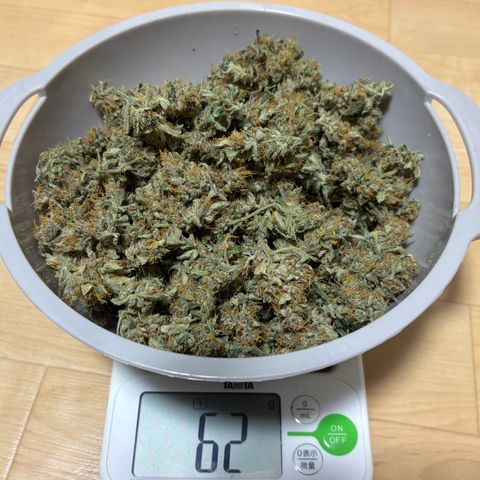 West Coast O.G. Auto growlog photo: 3rd harvest