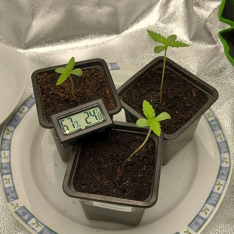 Berta // White Widow Auto // Seeds66 growlog timeline photo