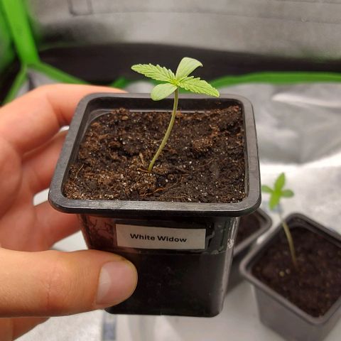 Berta // White Widow Auto // Seeds66 growlog timeline photo