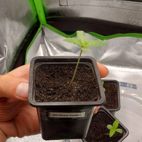 Sadie // Girl Scout Cookies Auto // Seeds66 growlog timeline photo