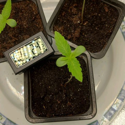 Marta // Lemon Haze Auto // Seeds66 growlog timeline photo