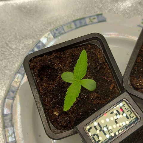 Berta // White Widow Auto // Seeds66 growlog timeline photo