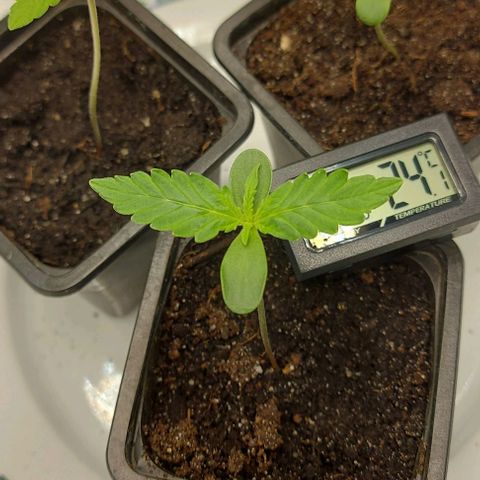 Sadie // Girl Scout Cookies Auto // Seeds66 growlog timeline photo