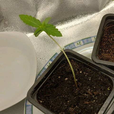 Marta // Lemon Haze Auto // Seeds66 growlog timeline photo
