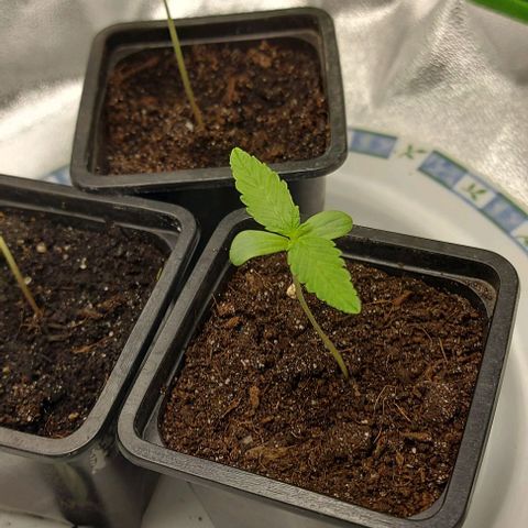 Berta // White Widow Auto // Seeds66 growlog timeline photo