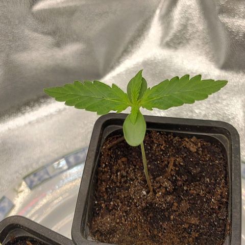 Sadie // Girl Scout Cookies Auto // Seeds66 growlog timeline photo