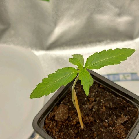 Marta // Lemon Haze Auto // Seeds66 growlog timeline photo